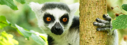 Auf den Spuren der Lemuren