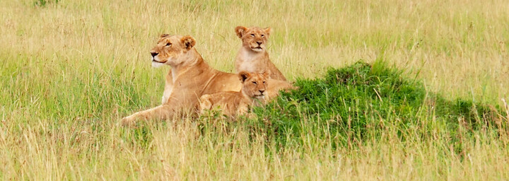 Kenia Reisebericht - Löwen in der Masai Mara