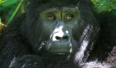 Schimpansen & Berggorillas