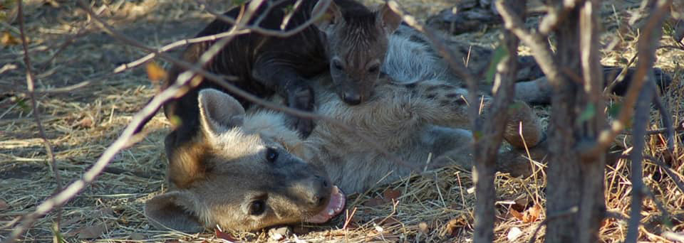 Reisebericht Südafrika: Hyänen im Mashatu Game Reserve
