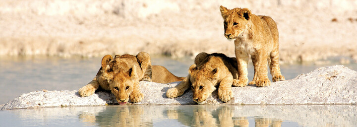 Löwenjunge am Wasserloch im Etosha Nationalpark