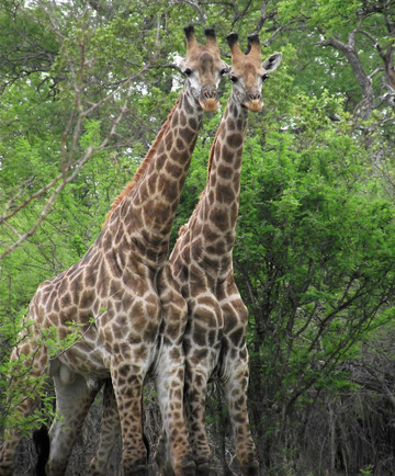 Reisebericht Südafrika: Giraffen im Wildreservat