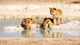 Etosha Nationalpark Löwenkinder am Wasserloch Namibia