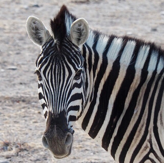 Reisebericht Namibia - Zebra im Etosha Nationalpark