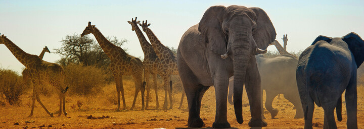 Elefanten und Giraffen in Namibia