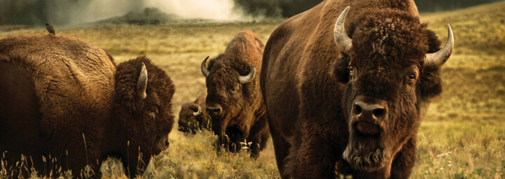 Bisons Herde im Grand Teton Nationalpark