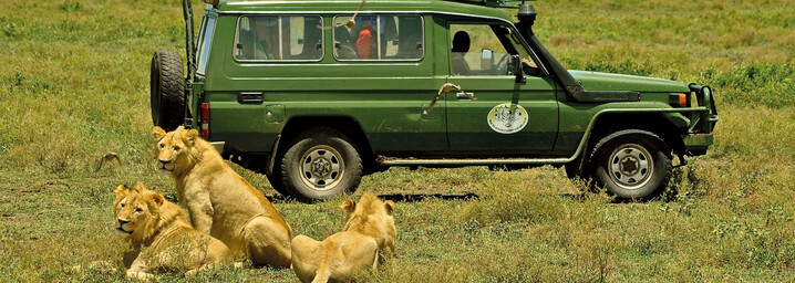 Löwen auf einer Pirschfahrt Tansania