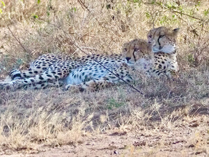 Geparden im Schatten im Serengeti Park