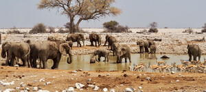 Tiere im Etosha Nationalpark