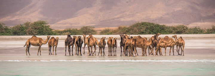 Kamele am Strand von Salalah