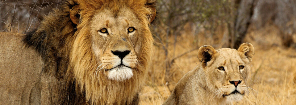 Löwe im Krüger Nationalpark