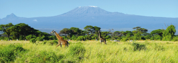 Giraffen vor der Kulisse des Kilimanjaros