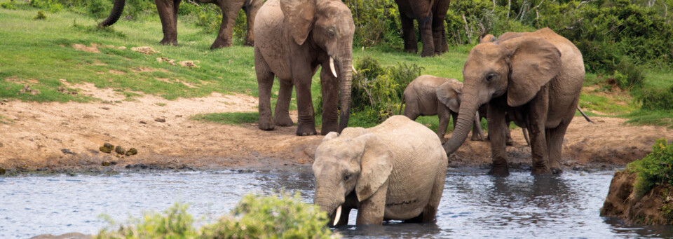 Elefantenherde im Addo Elephant Nationalpark