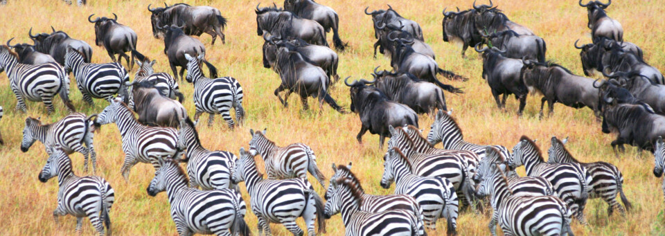 Gemischte Zebra- und Büffelherde