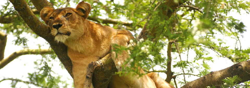 Löwe im Baum