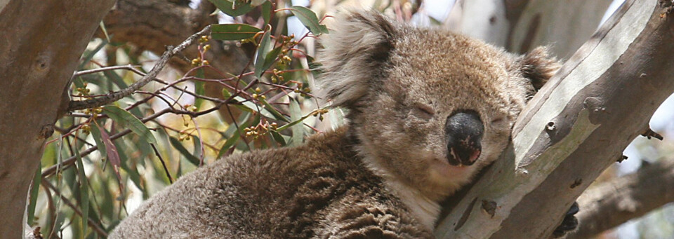 Koala auf Baum