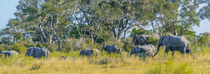 Elefantenherde im Okavango Delta