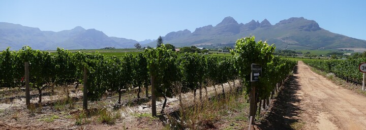 Stellenbosch Weingut in Südafrika