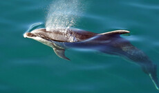 Delfinbeobachtung und -schwimmen