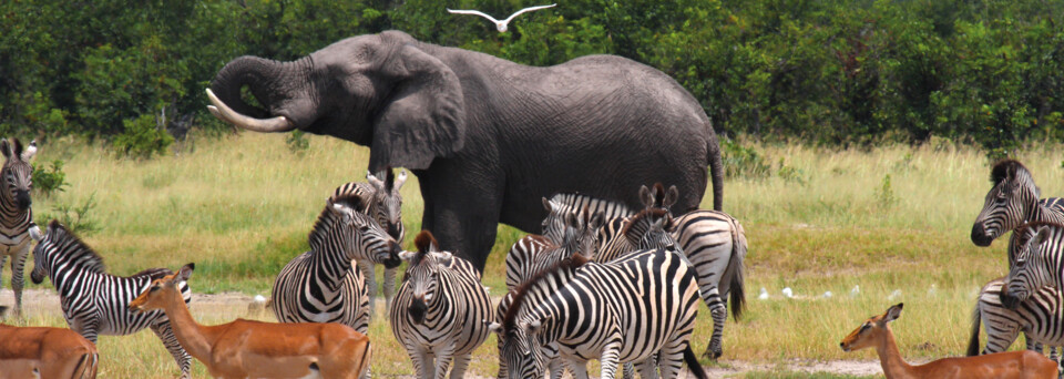 Wildlife in Botswana