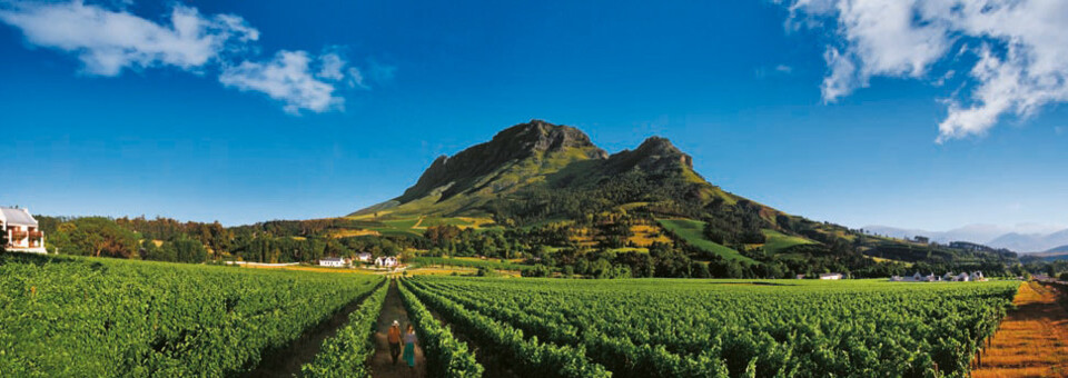 Weinregion Südafrika