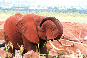 Roter Elefant Tsavo Nationalpark Kenia