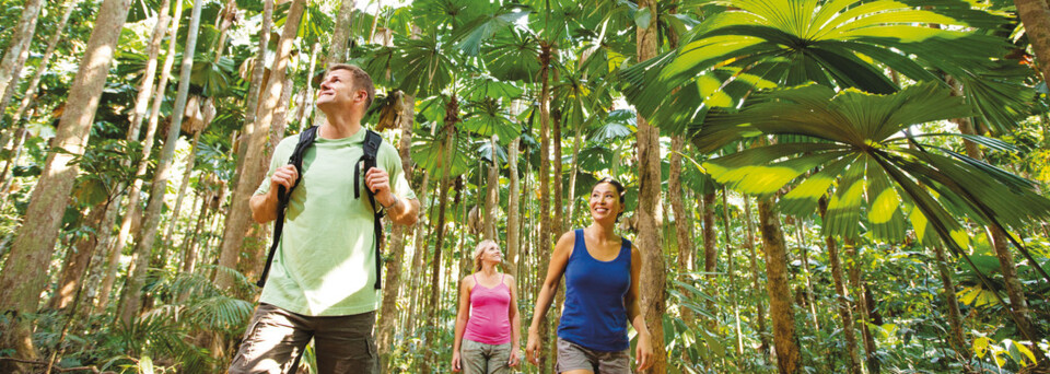 Tour durch den Regenwald im Gebiet des Daintree Nationalparks