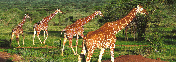 Giraffen im Samburu Schutzgebiet