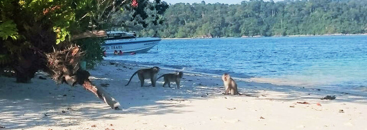 Reisebericht Thailand: Affen am Strand von Koh Butang