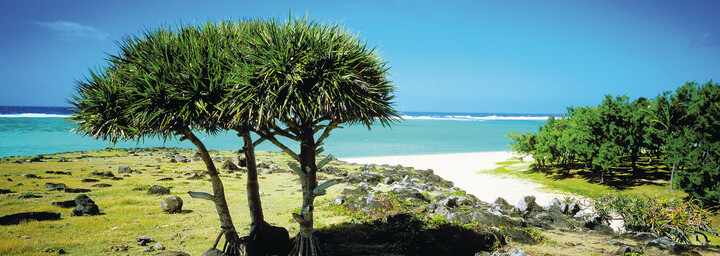 Baum am Strand von Rodrigues