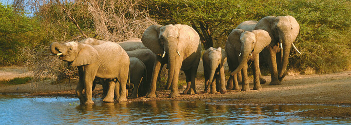 Elefanten an Wasserstelle