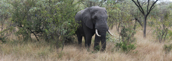 Südafrika Reisebericht - Elefant im Krüger Nationalpark