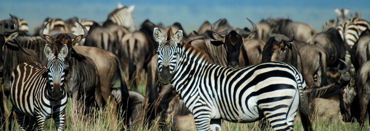 Zebras und Gnus Serengeti