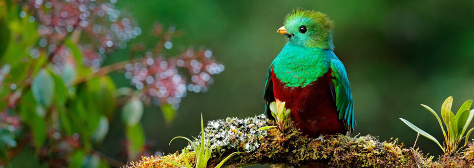 Vogel in Costa Rica